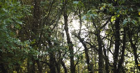 Menyelusuri Keajaiban Celah Hutan, Tempat Tersembunyi yang Menawan di Indonesia